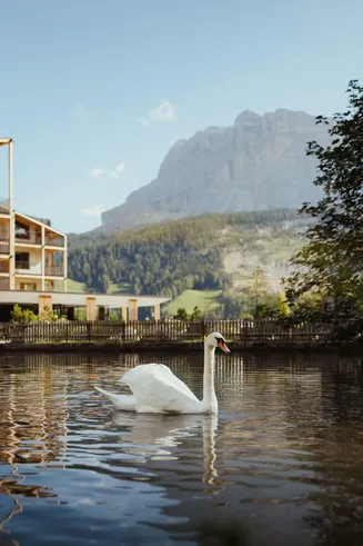 A serene scene at Hotel Lech da Sompunt features a swan gliding on a tranquil lake, with Dolomites in the background.