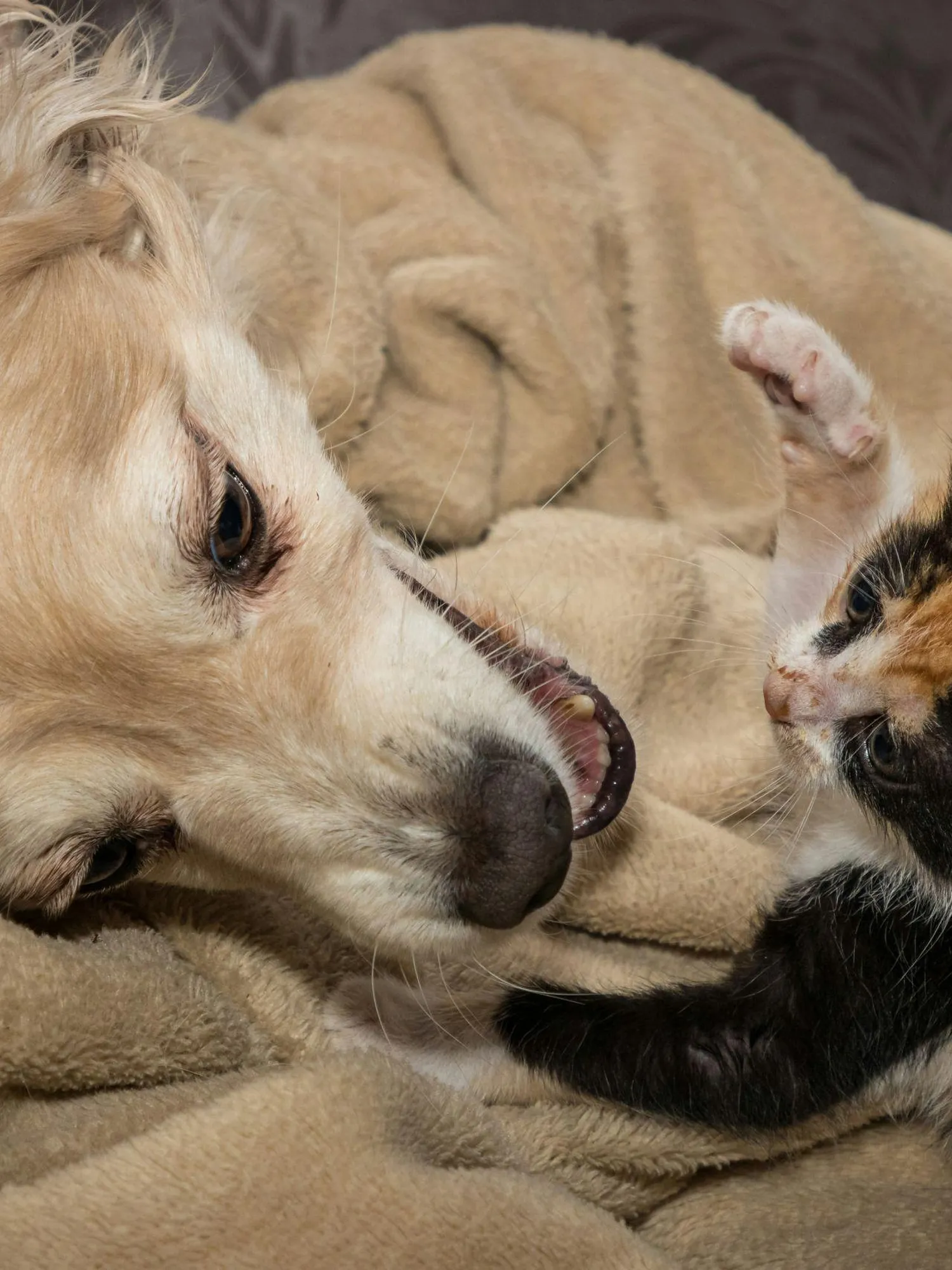Dog and cat