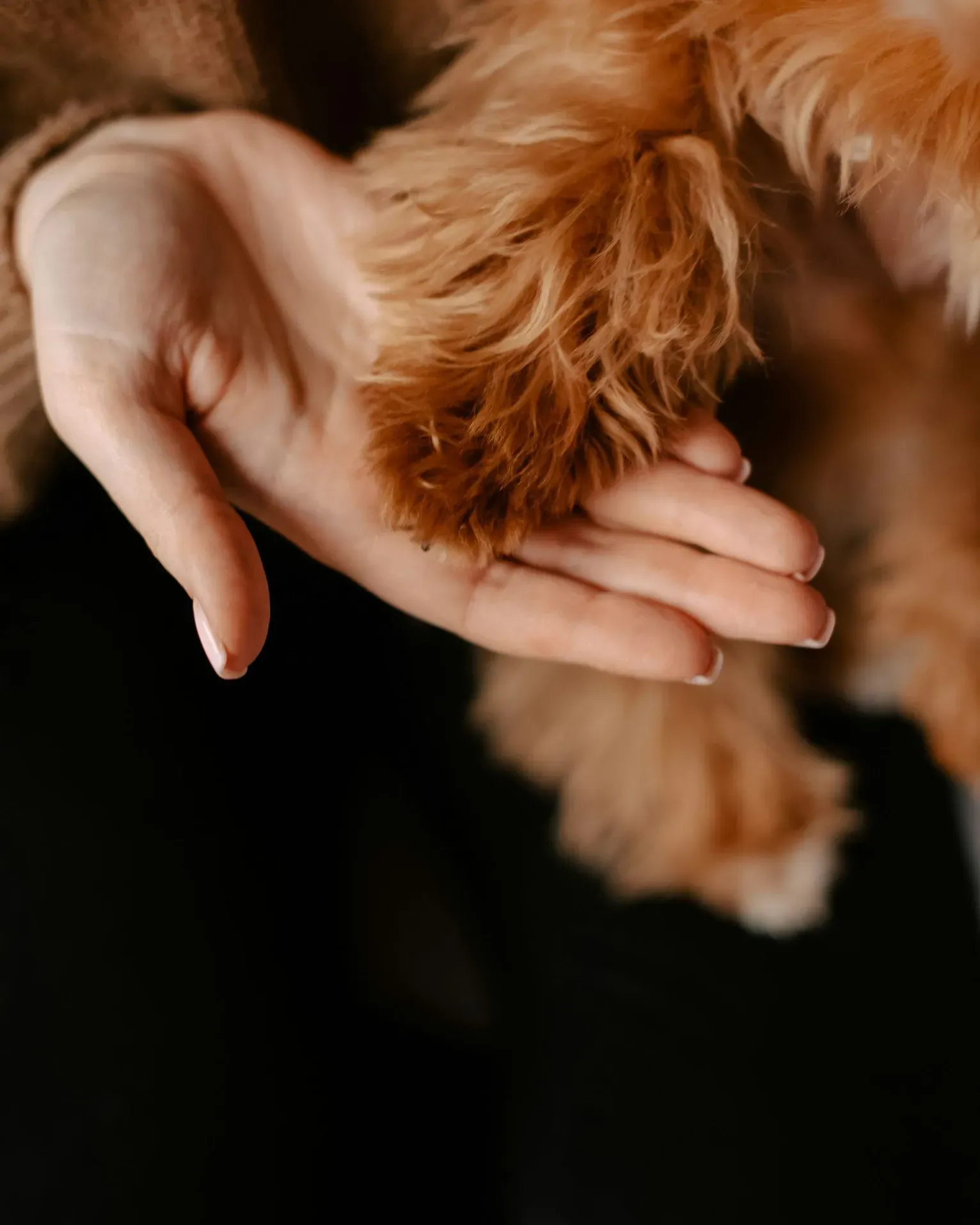A close-up of a human hand gently holding a fluffy, orange dog's paw.